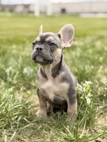 Bentley, a female French Bulldog for sale in Chicago, IL – 2 of 4