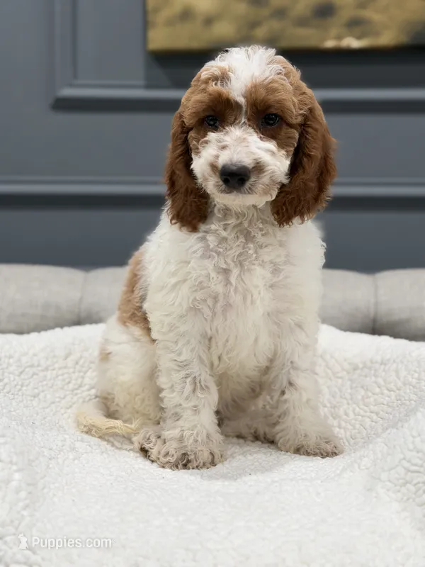 Lexy – Miniature Goldendoodle puppy for sale in Chicago, IL