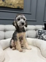 Theo, a male Poodle - Toy  for sale in Chicago, IL – 2 of 5