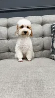 Luke, a male Poodle - Miniature  for sale in Chicago, IL – 5 of 5
