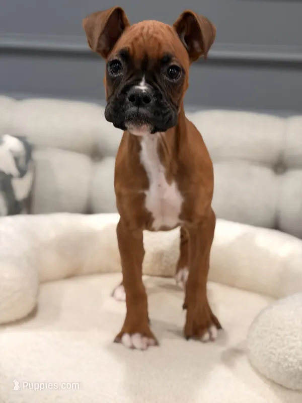 Ruth – Boxer puppy for sale in Chicago, IL