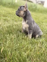 Bentley, a female French Bulldog for sale in Chicago, IL – 3 of 4