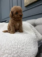 Maverick , a male Poodle - Toy  for sale in Chicago, IL – 2 of 4