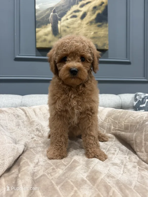 Coco – Miniature Goldendoodle puppy for sale in Chicago, IL