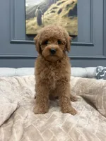 Coco, a female Miniature Goldendoodle for sale in Chicago, IL – 1 of 5