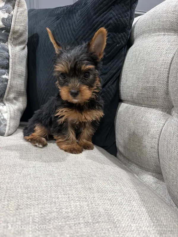 Fendi – Yorkshire Terrier puppy for sale in Chicago, IL