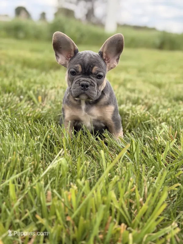 Brooklyn  – French Bulldog puppy for sale in Chicago, IL