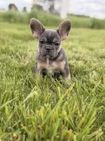 Brooklyn , a female French Bulldog for sale in Chicago, IL – 1 of 4