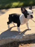 Cature , a female French Bulldog for sale in Chicago, IL – 2 of 5