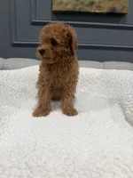 Shiloh, a female Poodle - Toy  for sale in Chicago, IL – 3 of 5