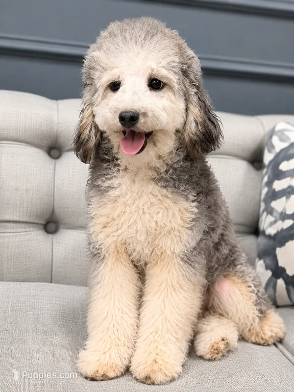 Theo – Poodle - Toy  puppy for sale in Chicago, IL