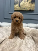 Coco, a female Miniature Goldendoodle for sale in Chicago, IL – 5 of 5