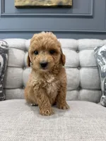 Enzo, a male Miniature Goldendoodle for sale in Chicago, IL – 4 of 4