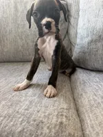 Bolt , a male Boxer for sale in Chicago, IL – 4 of 6