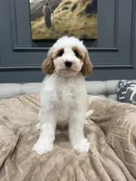 Bear, a male Miniature Goldendoodle for sale in Chicago, IL – 4 of 5