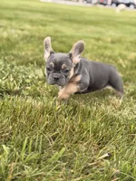Brooklyn , a female French Bulldog for sale in Chicago, IL – 4 of 4