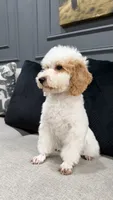Luke, a male Poodle - Miniature  for sale in Chicago, IL – 4 of 5