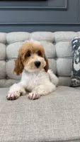 Liam, a male Poodle - Miniature  for sale in Chicago, IL – 1 of 5