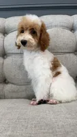 Liam, a male Poodle - Miniature  for sale in Chicago, IL – 5 of 5