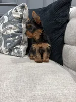 Fendi, a female Yorkshire Terrier for sale in Chicago, IL – 4 of 5