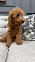 Levi, a male Poodle - Miniature  for sale in Chicago, IL – 4 of 5