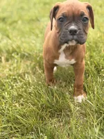 Ruth, a female Boxer for sale in Chicago, IL – 5 of 5