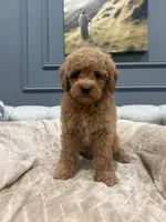 Coco, a female Miniature Goldendoodle for sale in Chicago, IL – 2 of 5