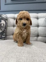 Enzo, a male Miniature Goldendoodle for sale in Chicago, IL – 2 of 4