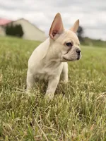 Bubbles, a female French Bulldog for sale in Chicago, IL – 4 of 4