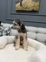 Theo, a male Poodle - Toy  for sale in Chicago, IL – 5 of 5