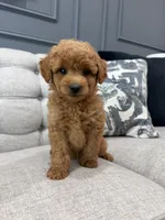 Roscoe, a male Miniature Goldendoodle for sale in Chicago, IL – 4 of 4