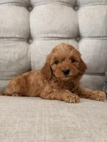 Bella, a female Miniature Goldendoodle for sale in Chicago, IL – Photo 2 of 3