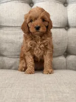 Bella, a female Miniature Goldendoodle for sale in Chicago, IL – Photo 1 of 3