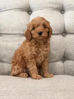 Bella, a female Miniature Goldendoodle for sale in Chicago, IL – Photo 3 of 3
