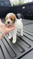 Mia, a female Poodle - Toy  for sale in Chicago, IL – Photo 3 of 6