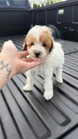 Mia, a female Poodle - Toy  for sale in Chicago, IL – Photo 4 of 6