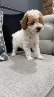 Mia, a female Poodle - Toy  for sale in Chicago, IL – Photo 2 of 6