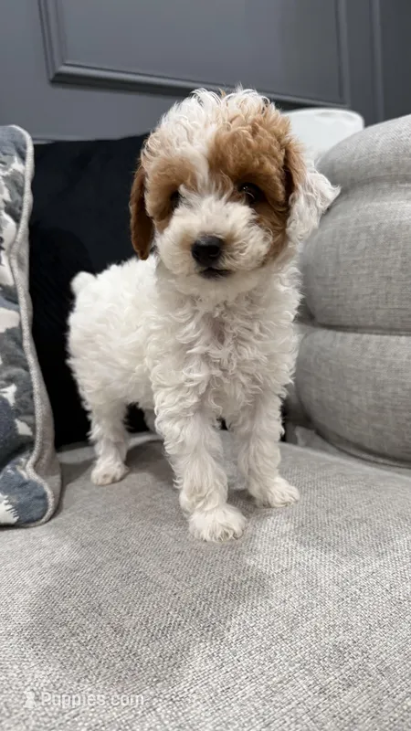 Mia – Poodle - Toy  puppy for sale in Chicago, IL