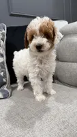 Mia, a female Poodle - Toy  for sale in Chicago, IL – Photo 1 of 6