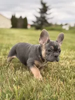 Brooklyn , a female French Bulldog for sale in Chicago, IL – 3 of 4