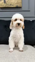 Luke, a male Poodle - Miniature  for sale in Chicago, IL – 2 of 5