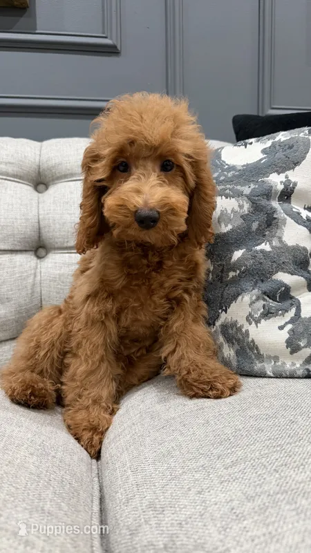 Levi – Poodle - Miniature  puppy for sale in Chicago, IL