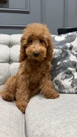 Levi, a male Poodle - Miniature  for sale in Chicago, IL – 1 of 5