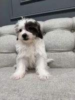 Bella, a female Shihpoo for sale in Chicago, IL – 2 of 5