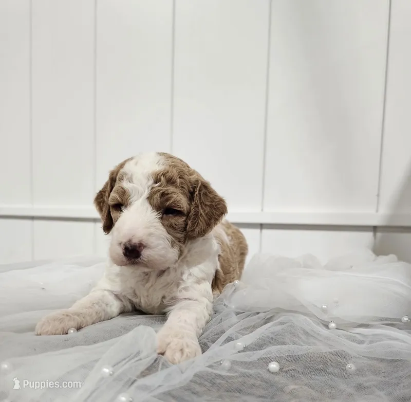Sally – Miniature Goldendoodle puppy for sale in Chicago, IL