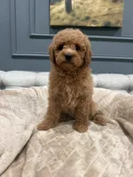 Coco, a female Miniature Goldendoodle for sale in Chicago, IL – 3 of 5