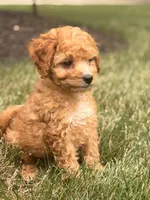 Cairo, a male Miniature Goldendoodle for sale in Chicago, IL – 1 of 1