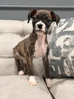 Bolt , a male Boxer for sale in Chicago, IL – 5 of 6