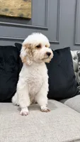 Luke, a male Poodle - Miniature  for sale in Chicago, IL – 3 of 5