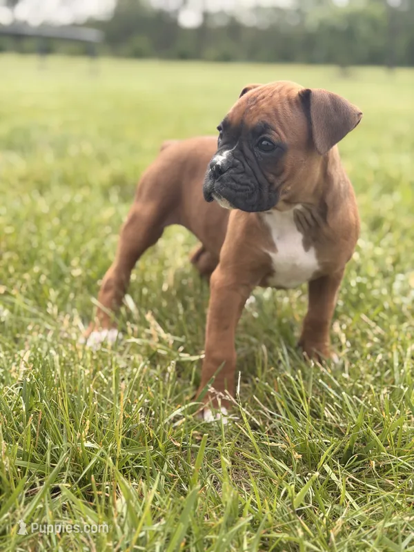 Esther – Boxer puppy for sale in Chicago, IL